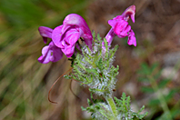 Pedicularis gyroflexa